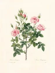Rosa Pomponia, rytowana przez Victora, z «Choix des Plus Belles Fleurs et des Plus Beaux Fruits», t. I, 1827-33